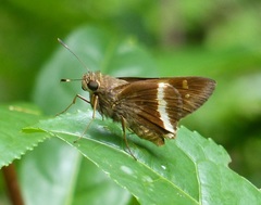 Tirynthia conflua