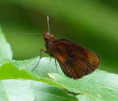 Miltomiges cinnamomea
