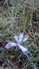 Iris histrio