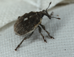 Glocianus