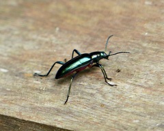 Strongylium aurichalceum