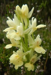 Dactylorhiza insularis