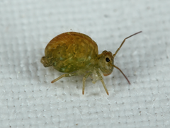 Sminthuroidea