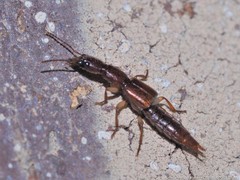 Biocrypta prospiciens