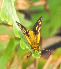 Metisella metis paris