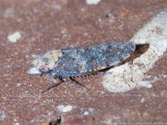 Paraphlepsius collitus