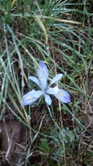 Iris histrio