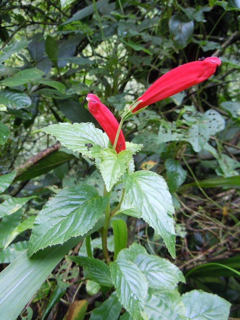 Centropogon coccineus