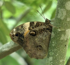Opsiphanes invirae amplificatus