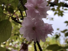 Prunus serrulata