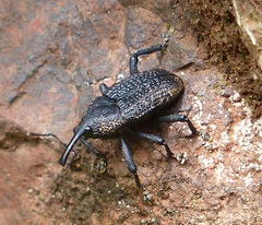 Homalinotus deplanatus
