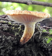 Cyptotrama chrysopepla