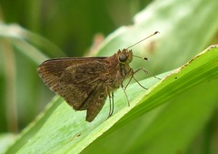 Cobalopsis cocalus
