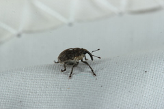 Glocianus