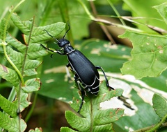 Epicauta vidua