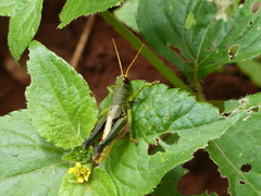 Dichromatos lilloanus