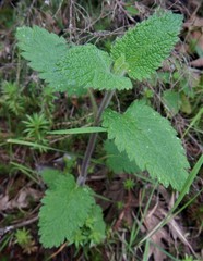 Teucrium scorodonia