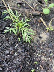 Cosmos sulphureus
