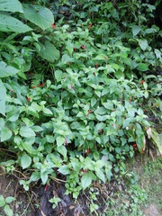 Centropogon coccineus