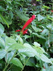 Centropogon coccineus