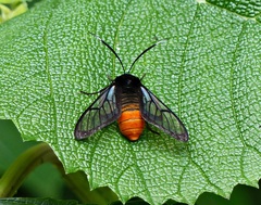 Gymnelia xanthogastra