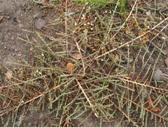 Aspalathus hispida albiflora