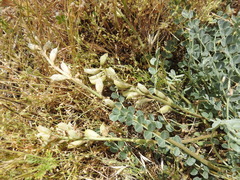 Astragalus incanus incanus