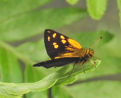 Metisella metis paris