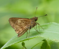 Psoralis stacara