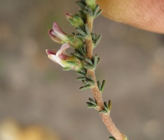 Aspalathus hispida albiflora