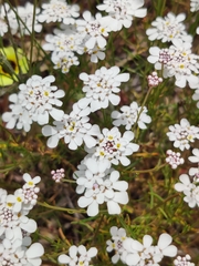 Iberis ciliata