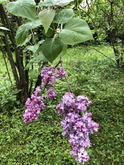 Syringa vulgaris
