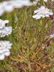 Iberis ciliata