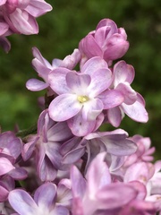 Syringa vulgaris