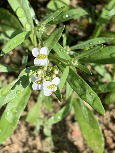 Lobularia maritima image
