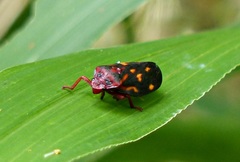 Mahanarva rubropicta