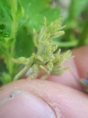 Peronospora agrestis