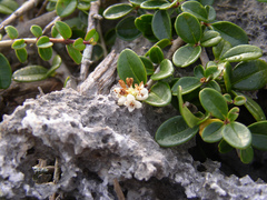 Ligustrum tamakii