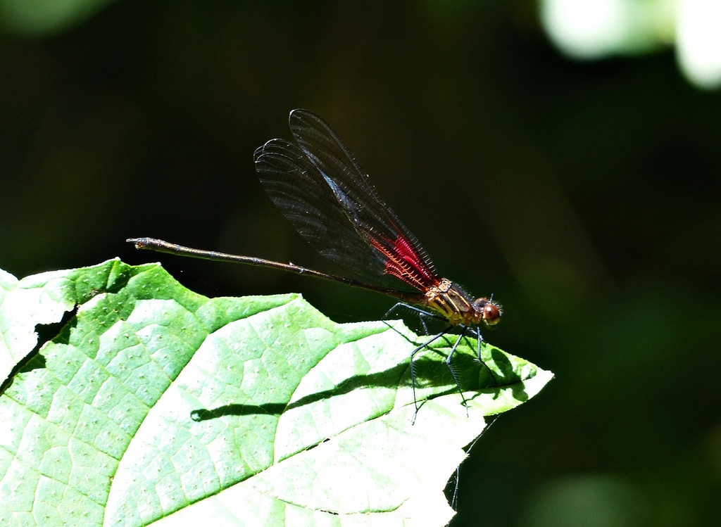 Hetaerina mendezi