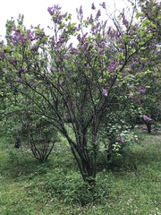 Syringa vulgaris