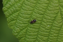 Scolopostethus thomsoni