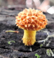 Cyptotrama chrysopepla