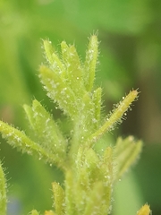 Peronospora agrestis