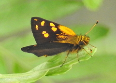 Metisella metis paris