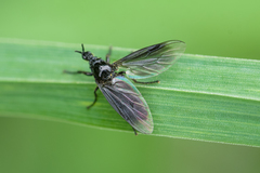 Dilophus febrilis