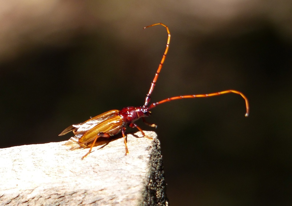 Stizocera armata