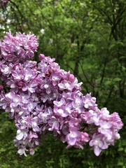 Syringa vulgaris