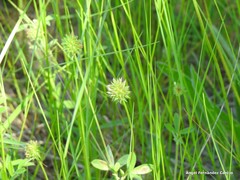 Trifolium diffusum
