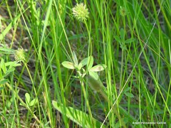 Trifolium diffusum
