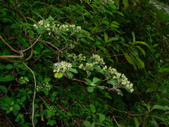 Hydrangea liukiuensis